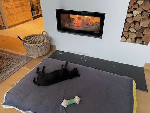Black Patterdale terrier lying on a large blue dog bed in front of a lit wood burning stove. 