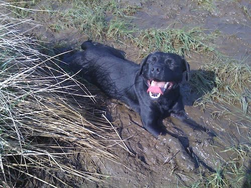 Black Patterdale terrier, mouth open as he pants to reveal white teeth and pink tongue. He is lying in thick, sticky mud and quite clearly delighted with himself.