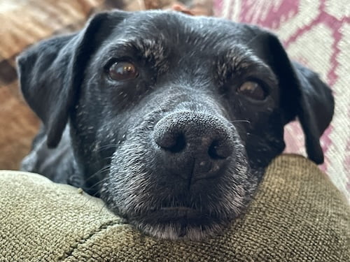 Elderly Patterdale terrier, black muzzle turning grey, lies on his favourite cushion and stares wistfully into the camera.