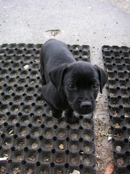 Black Patterdale terrier puppy standing on a doormat wondering if he might come in, please.