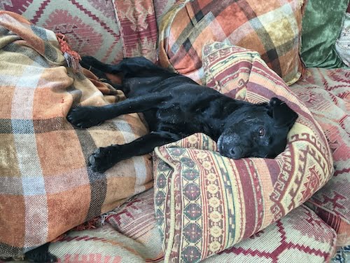 Black Patterdale terrier lying in a pile of comfy cushions on a sofa. He knows how to relax.