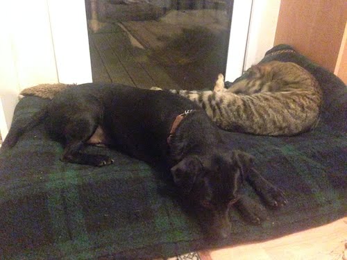 Black Patterdale terrier lies on a tartan dog bed, tortie tabbie kitten snoozing behind him. That's his reputation shot then.